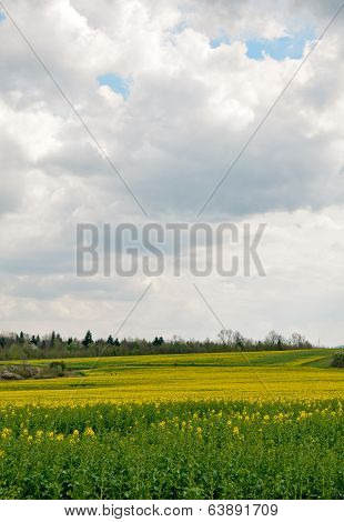 Rapeseed Field