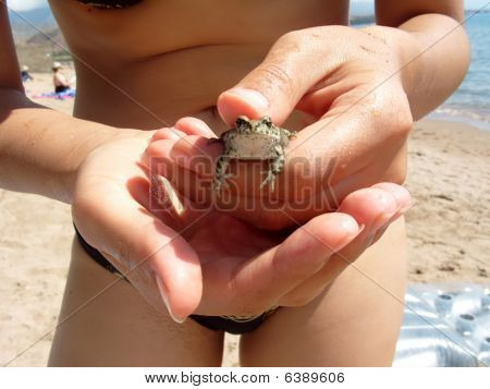 Grenouille dans les mains