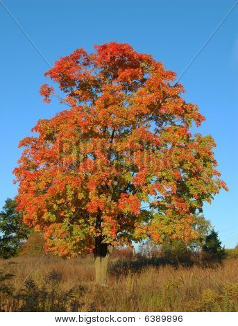 Maple tree in Fall