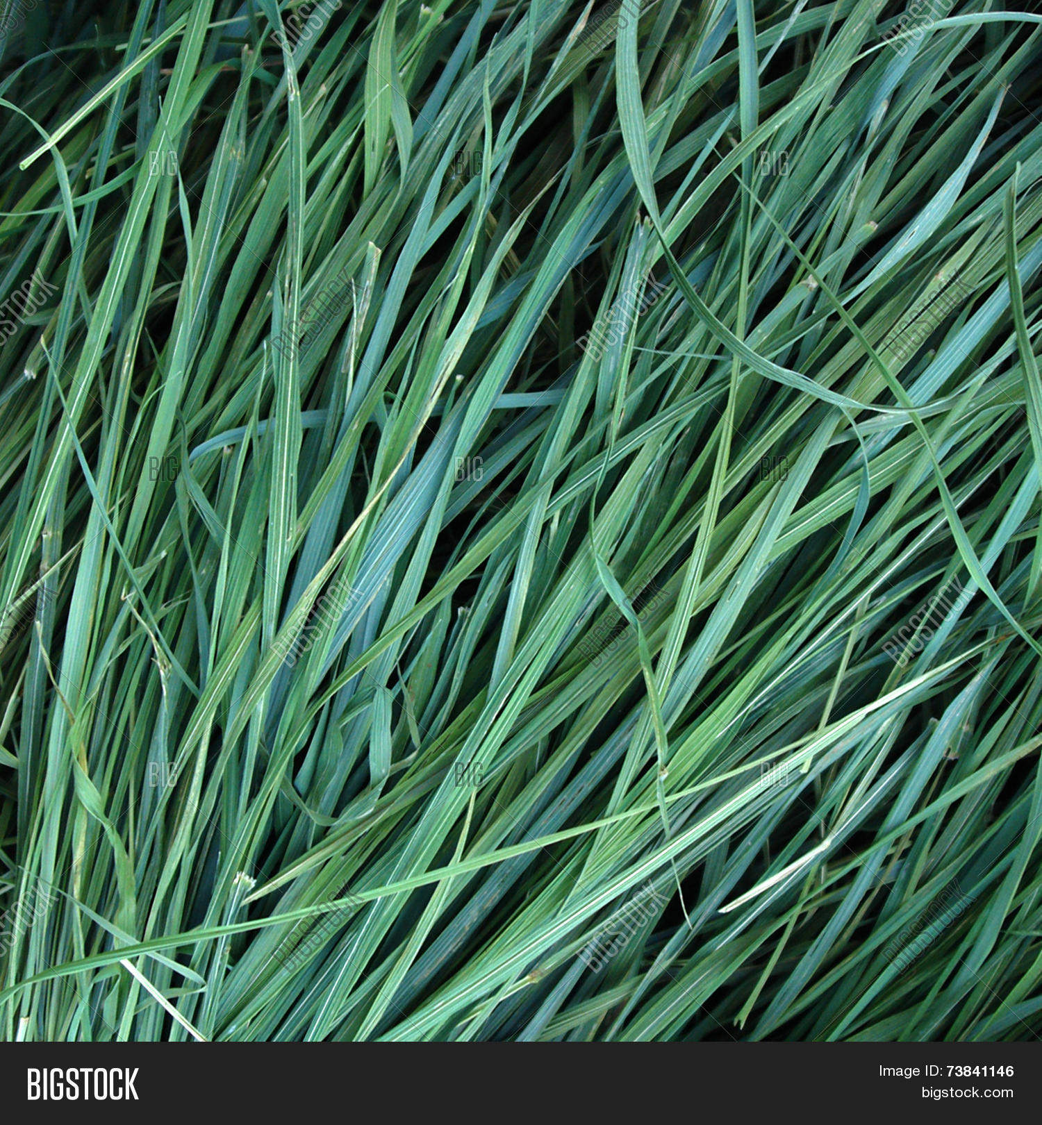 Dried Sweetgrass Image & Photo (Free Trial) Bigstock