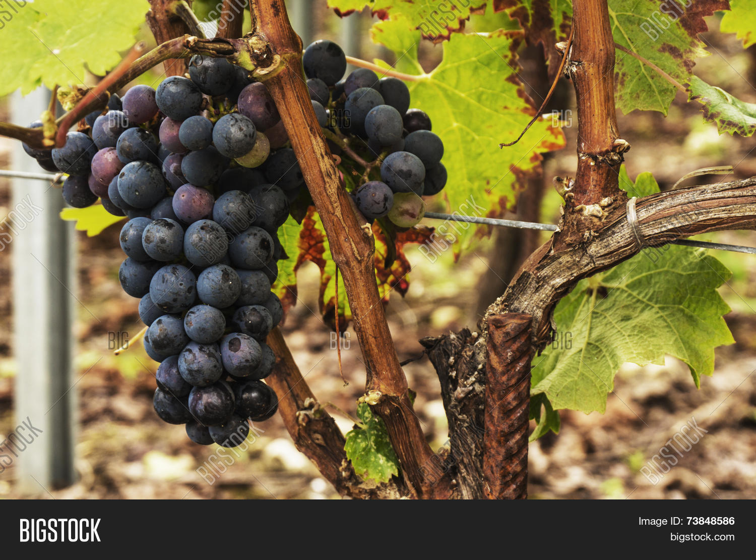 Black Grapes Image & Photo (Free Trial) Bigstock