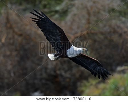 African Fish Eagle