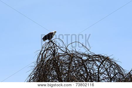 African Fish Eagle