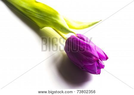 One Purple Tulip