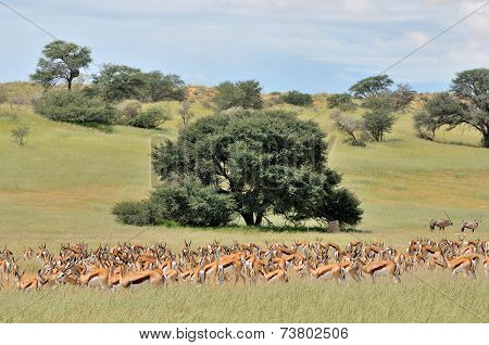 Springbok Herd