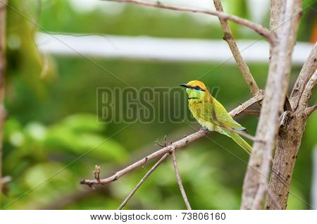 Little Green Bee Eater Bird