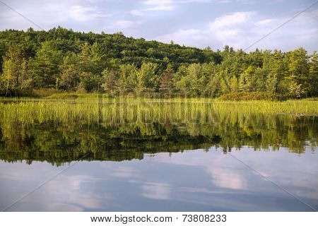 River with reeds and reflection
