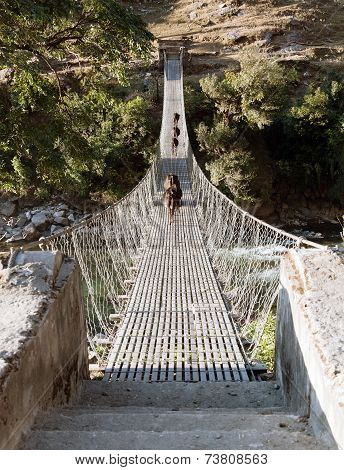 Rope Hanging Suspension Bridge With Cows - Nepal