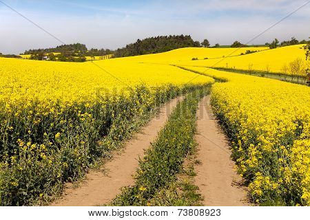 Field Of Rapeseed (brassica Napus)