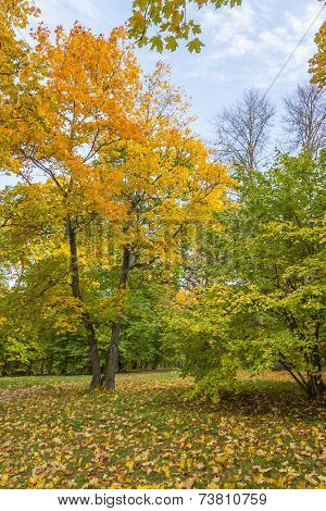 Colorful foliage in the autumn park.