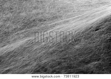 Spider Web Texture Background