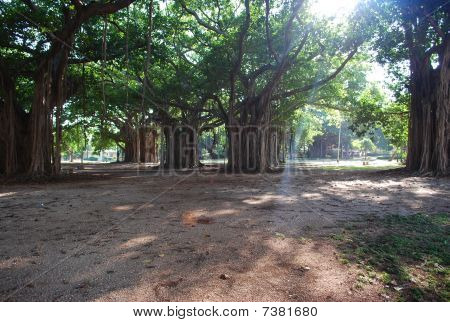 เอล Vedado