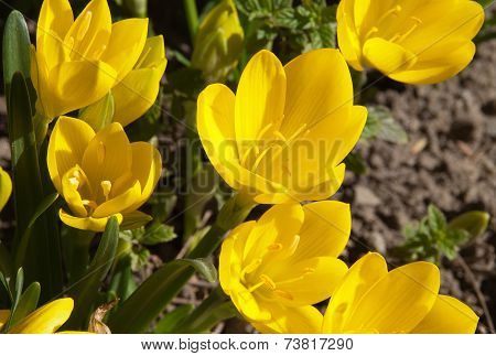 Sternbergia Lutea