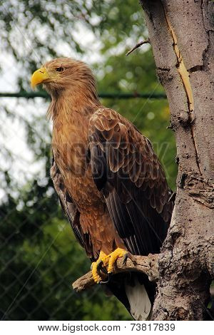 Eagle