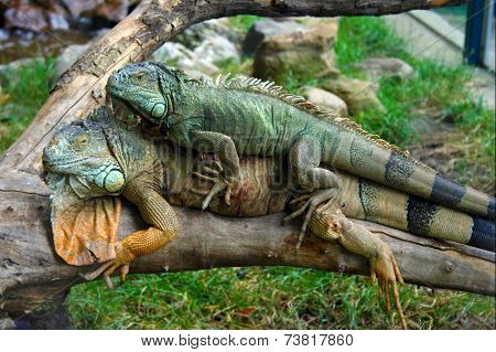 Iguanas