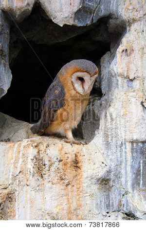 Owl in a cave