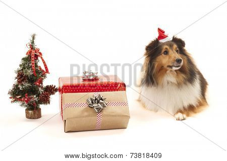 Shetland sheepdog with gifts and christmas tree over white background