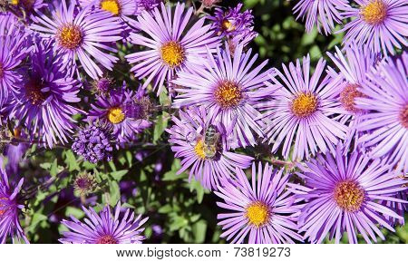 Bee on a flower Aster