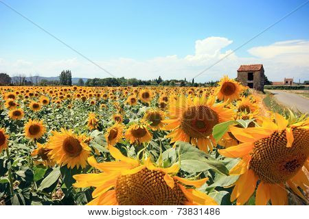 France - Mornas - Tournesols