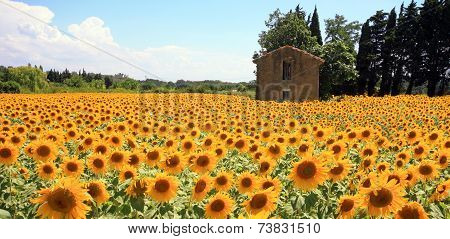 France - Mornas - Tournesols