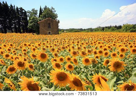 France - Mornas - Tournesols