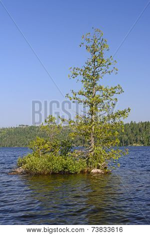 Lone Pine On Wilderness Lake