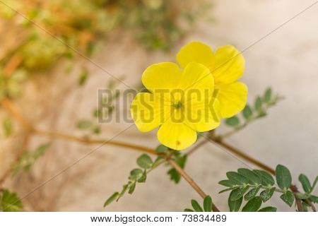 Close up of flower on the beach in Thailand