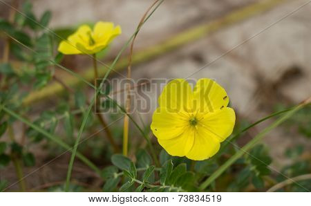 Close up of flower on the beach in Thailand