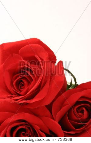 Tre rose