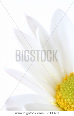 Margherita bianco su sfondo bianco