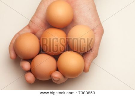 Hand Holding Six Eggs