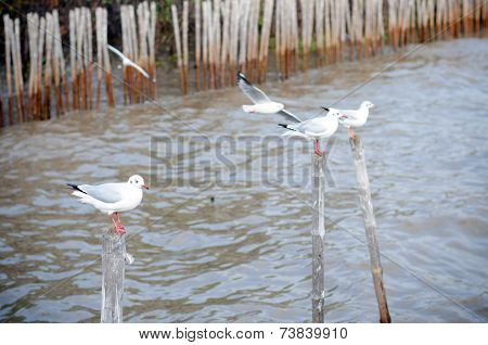 Beautiful Gull Flying At Bangpoo