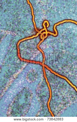 Ebola virus - Artist computer generated graphic