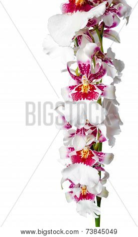Blooming Beautiful Branch Of Dark Cherry With White Orchid Flower, Cambria Is Isolated On White Back