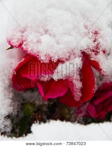 Red rose covered in snow