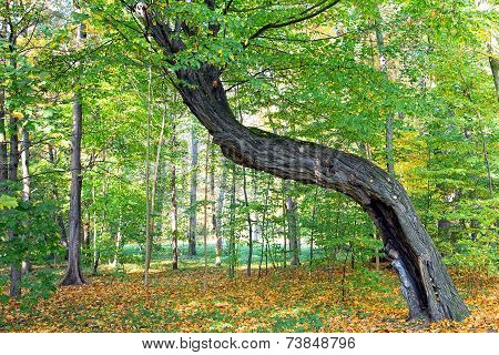 Old crooked tree in the forest