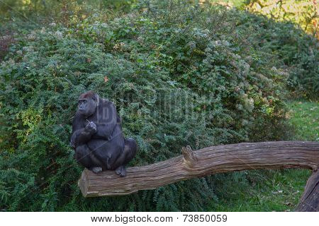 Gorilla