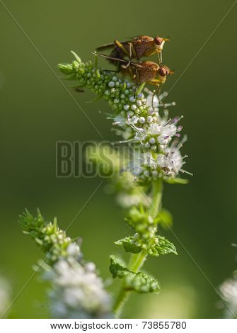 Tiny Flies Mating On Flowers