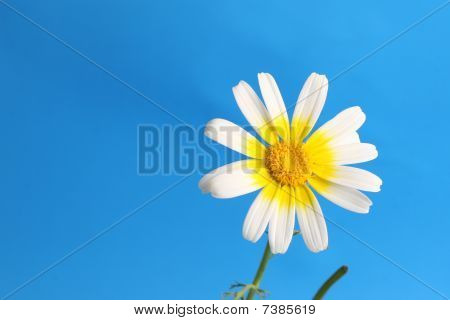 sfondo fiore