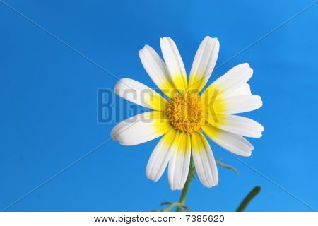 sfondo fiore