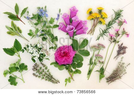 Herb and flower selection used in herbal and naturopathic medicine over mottled cream background.