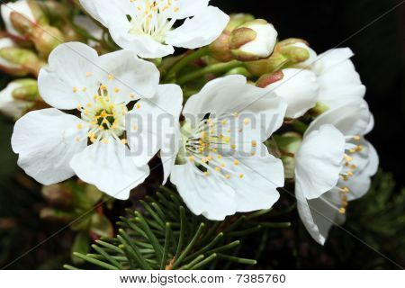 Cherry blossom