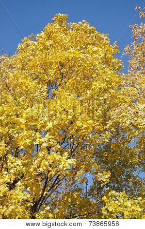 The Maple