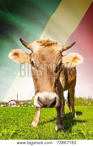 Cow With Flag On Background Series - Republic Of The Congo - Congo-brazzaville