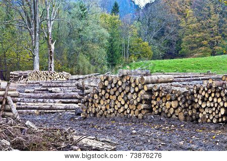 Timber yard in a forest