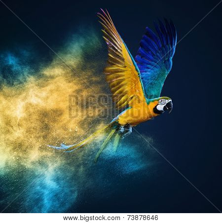 Flying Ara parrot over colourful powder explosion 