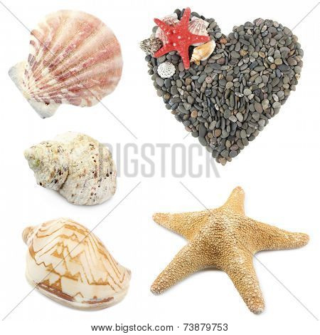 Collage of shells and other beach flotsam isolated on white