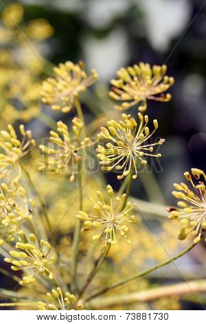 Dill (anethum Graveolens) Umbel