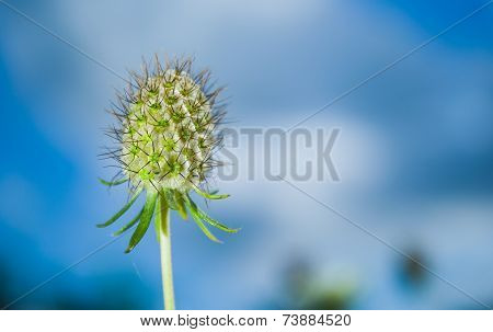 Spike plant