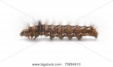 Knot Grass moth caterpillar - Acronicta rumicis, over white background